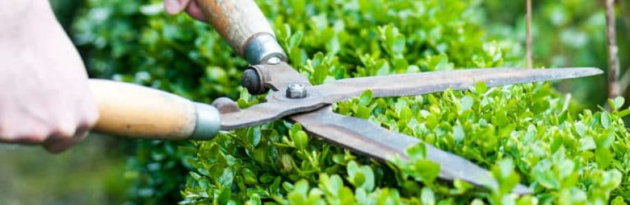 Northern Beaches Garden Trees Cover Image