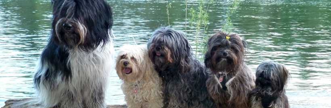 Bolonka Dreams Cover Image