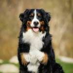 Big Dog Forum Profile Picture