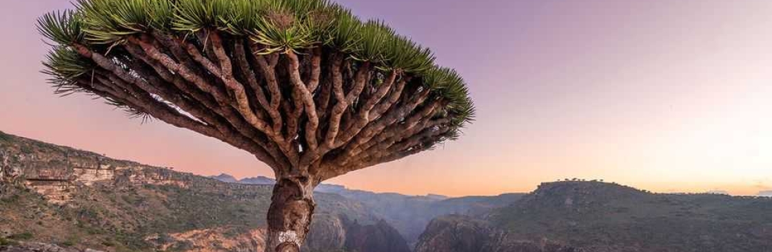 Socotra Pioneer Tours Cover Image