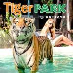 Tiger Park Pattaya profile picture