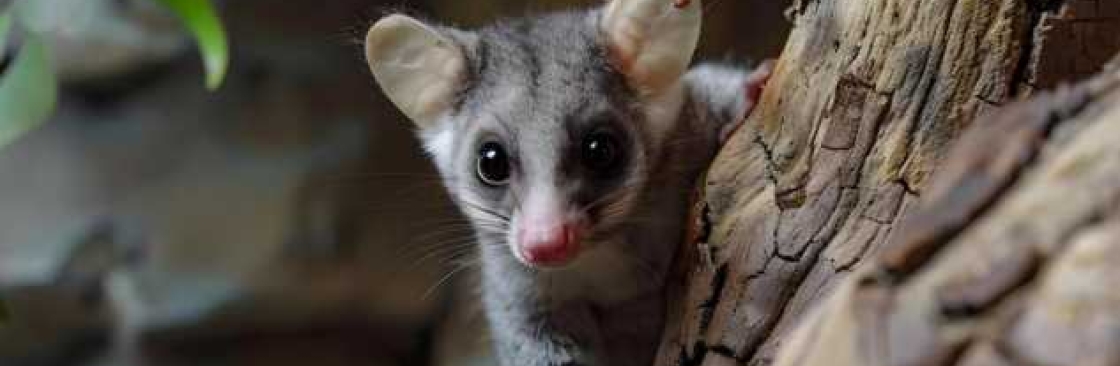 Possum Removal Melbourne Cover Image