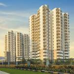 Signature Global Profile Picture