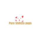 Pure Shih Tzu Pups