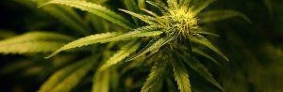 SEATTLE CANNABIS CO. Cover Image