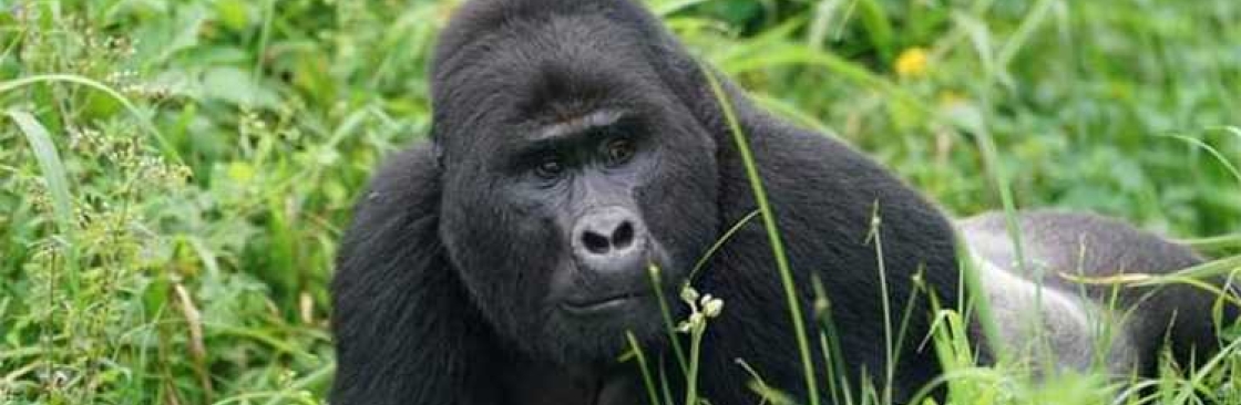 Mwendo Luxury Tours Cover Image