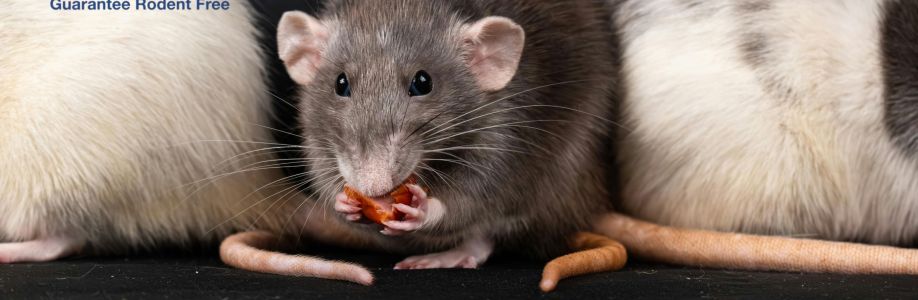 Rodent Stoppers Cover Image