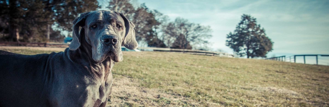 No Worries Pet & Farm Sitting Cover Image