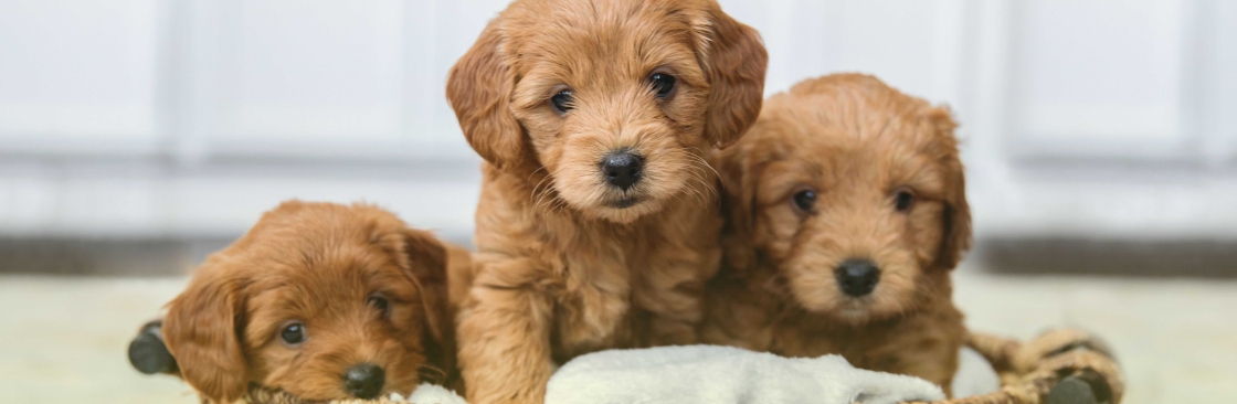 Glamour Pups Cover Image